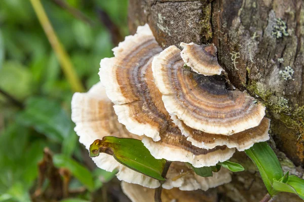 Circular mushroom hanging on a tree — Stock Photo, Image