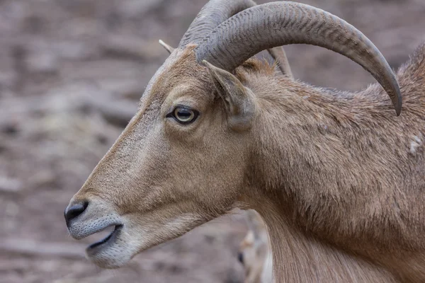 Goat looking aside on safari park with big horns — Stock Photo, Image