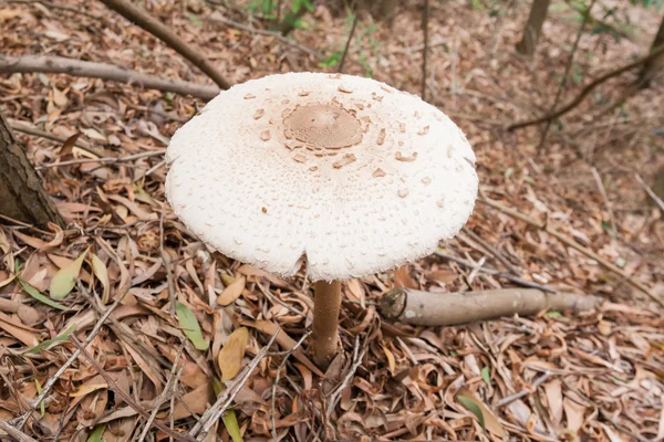 Macro detail of a white mushroom — Stock Photo, Image
