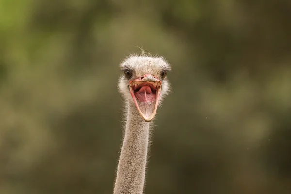 Mad ostrich screaming on safari park — Stock Photo, Image