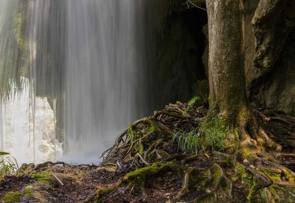Albero sopra la cascata int lui plitvice parco croazia — Foto Stock