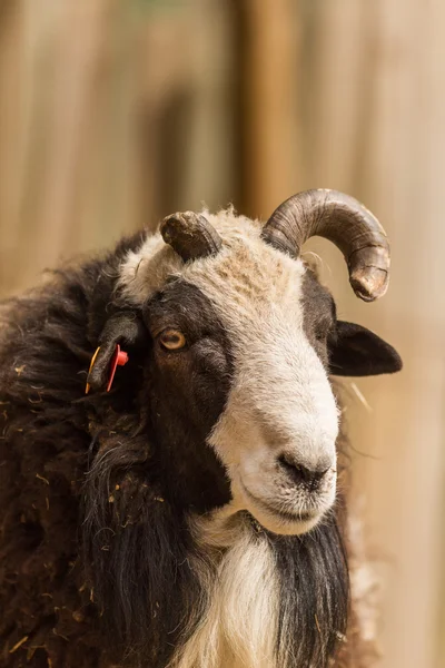 White and black goat with a broken horn — Stock Photo, Image
