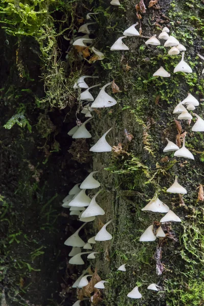 White mushrooms hanging on a tree — Stock Photo, Image