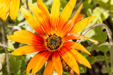 detay siyah merkezi olan turuncu ve kırmızı gerbera