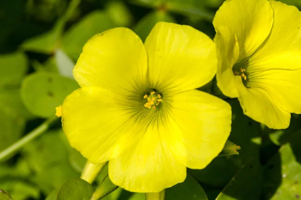 Detail of two sorrel flowers — Stock Photo, Image