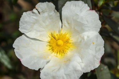 Beyaz ladenin 3 güneşe bakarak