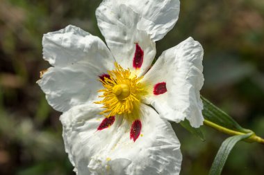 Beyaz ladenin 4 güneşe bakarak