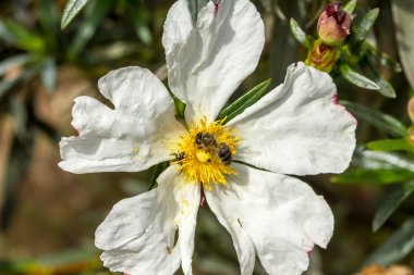 Beyaz ladenin beea nd örümcek üstüne ile