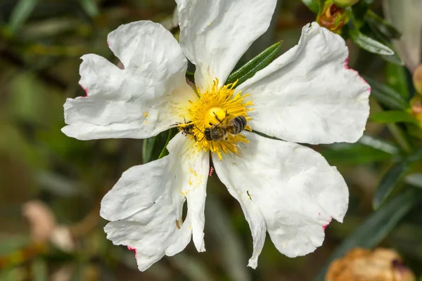 Beyaz ladenin beea nd örümcek üstüne ile 3