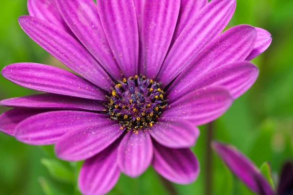 Macro de flores, Margarita africana — Foto de Stock