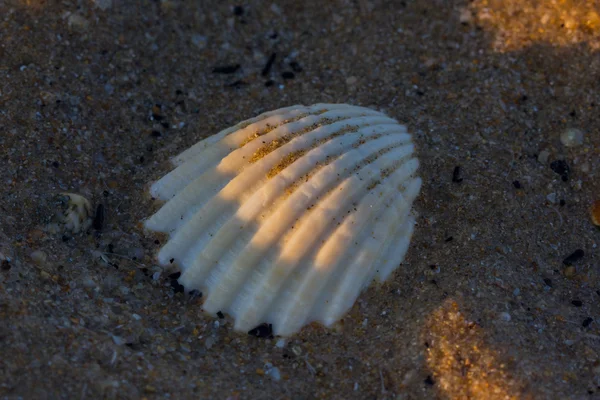 Vit skal över stranden sand — Stockfoto