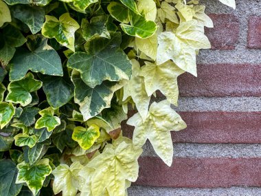 Yoğun sarmaşık, zıt yeşil ve çeşitli yapraklarla tuğla bir duvara tırmanıyor. Tuğla cephesinde doğal dikey yeşillik.