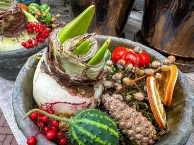Kırsal kış botanik düzenlemesi. Amaryllis ampulleri, kozalaklar, kurutulmuş portakal dilimleri, kırmızı böğürtlenler ve taş bir kasede dekoratif mini kabaklar.