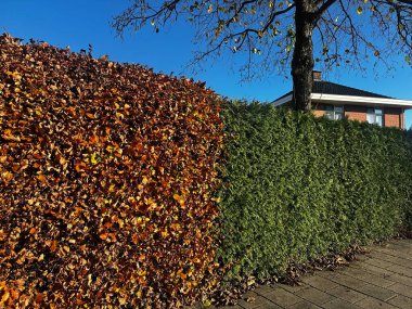 Sonbahar çit kontrastı. Güneşli bir günde, sıcacık kahverengi yapraklı sonbahar kayın çiti ile yoğun yeşil bir thuja çiti.