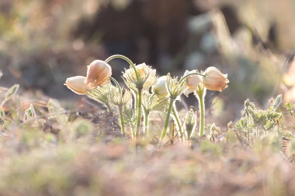 kardelen çiçek bahar