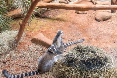 Yeme halka kuyruklu Maki (lemur catta)