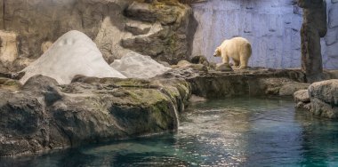 Kutup ayısı (olarak da bilinen Thalarctos Maritimus birkaç)