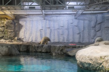 Kutup ayısı (olarak da bilinen Thalarctos Maritimus birkaç)