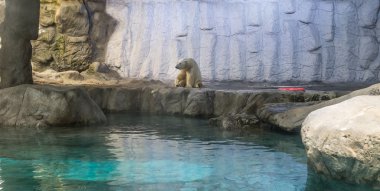 Kutup ayısı (olarak da bilinen Thalarctos Maritimus birkaç)