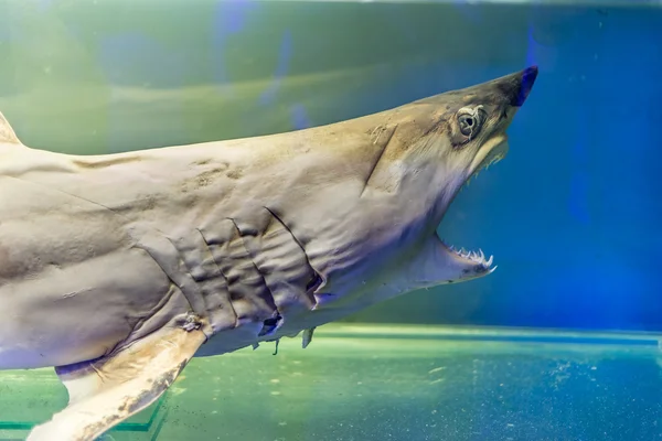 Uppstoppad ung haj med stora tänder och öppnade munnen — Stockfoto
