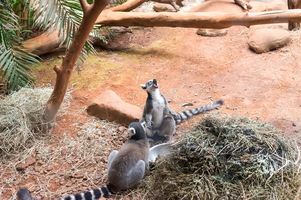 El lémur de cola anillada (lemur catta) comiendo —  Fotos de Stock