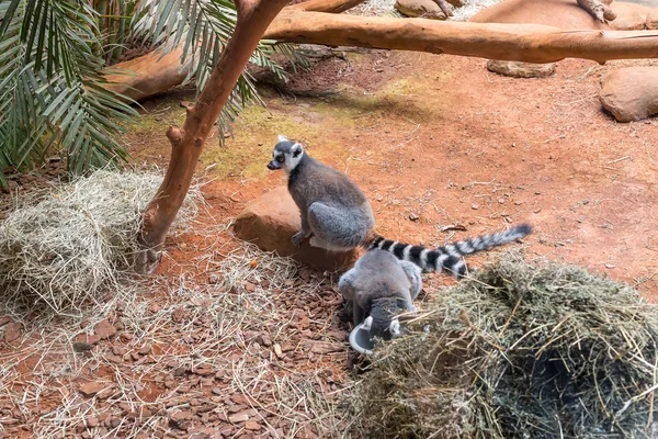 El lémur de cola anillada (lemur catta) comiendo —  Fotos de Stock