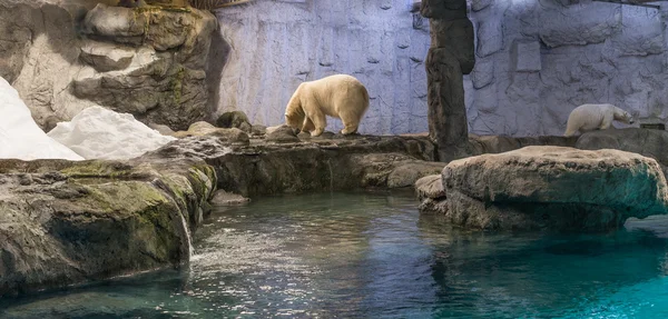 Eisbärenpaar (auch als thalarctos maritimus bekannt)) — Stockfoto