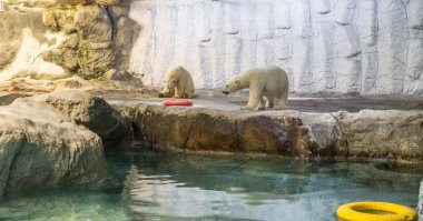 Kutup ayısı (olarak da bilinen Thalarctos Maritimus birkaç)