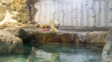 Kutup ayısı (olarak da bilinen Thalarctos Maritimus birkaç)