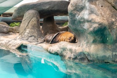Güney Amerika (Arctocephalus australis) bir kaya üzerinde dinlenme--dan mühür kürk