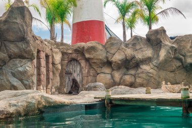 Güney Amerika (Arctocephalus australis gelen kürk mühür) 