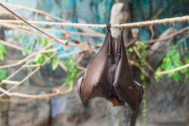 Malaya bir ipte asılı yarasa (Pteropus vampyrus)