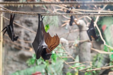 Malaya bir ipte asılı yarasa (Pteropus vampyrus)