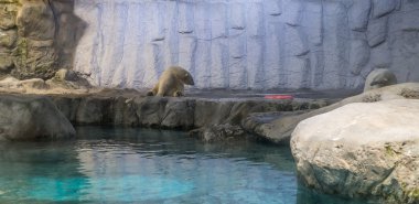 Kutup ayısı (olarak da bilinen Thalarctos Maritimus birkaç)