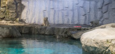 Kutup ayısı (olarak da bilinen Thalarctos Maritimus birkaç)