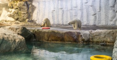 Kutup ayısı (olarak da bilinen Thalarctos Maritimus birkaç)