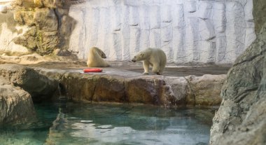 Kutup ayısı (olarak da bilinen Thalarctos Maritimus birkaç)