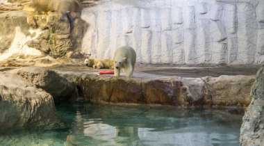 Kutup ayısı (olarak da bilinen Thalarctos Maritimus birkaç)