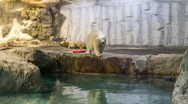 Kutup ayısı (olarak da bilinen Thalarctos Maritimus birkaç)