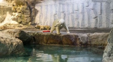 Kutup ayısı (olarak da bilinen Thalarctos Maritimus birkaç)