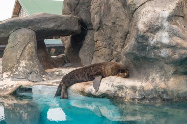 Güney Amerika (Arctocephalus australis gelen kürk mühür) 