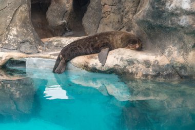 Güney Amerika (Arctocephalus australis gelen kürk mühür) 