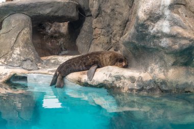 Güney Amerika (Arctocephalus australis gelen kürk mühür) 