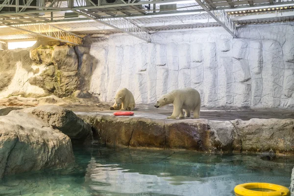 Kutup ayısı (olarak da bilinen Thalarctos Maritimus birkaç)