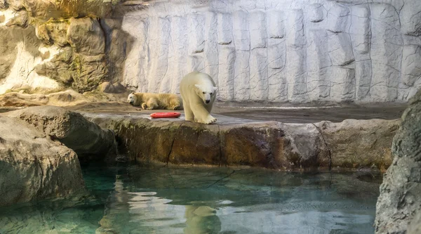 シロクマ Maritimus やホッキョクグマとも呼ばれます が氷の上に安静時のカップル — ストック写真