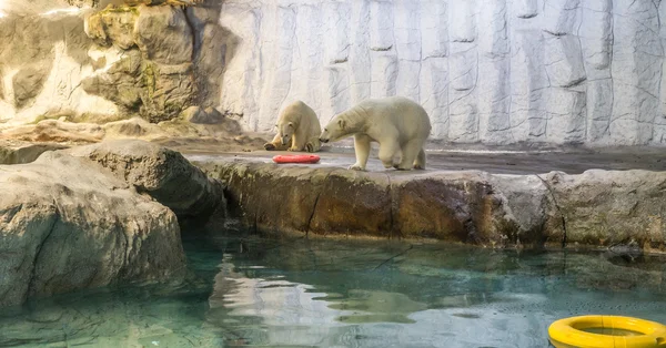 Kutup ayısı (olarak da bilinen Thalarctos Maritimus birkaç)