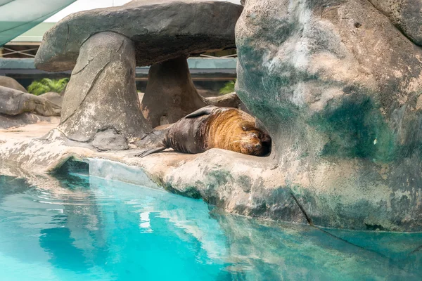 Güney Amerika (Arctocephalus australis gelen kürk mühür) 