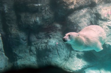 Polar Bear (Also known as Thalarctos Maritimus clipart