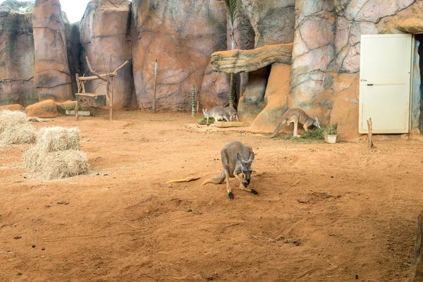 Familia de canguros australianos de pie en el suelo —  Fotos de Stock