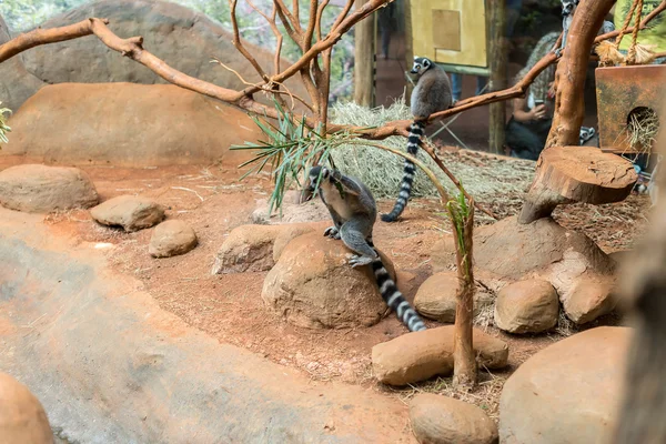 De ring tailed lemur (lemur catta) eten — Stockfoto